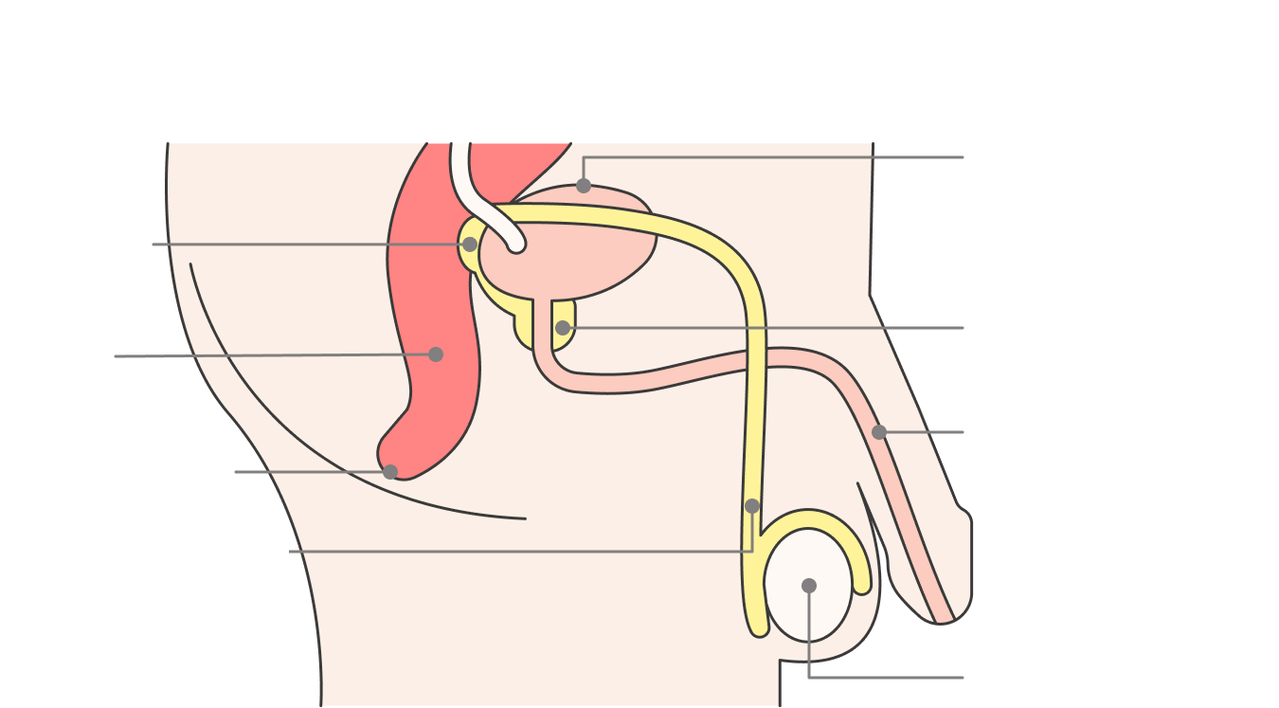 The location and structure of the prostate